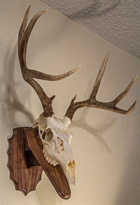 diy european mount 6