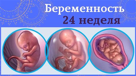 24 неделя беременности Все для беременных Мария Супрунюк - YouTube