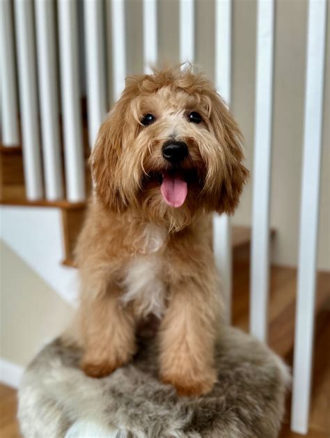 Poppy — The Paw Pad Doodles