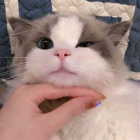 𝙁𝙧𝙖𝙨𝙚𝙘𝙞𝙩𝙖𝙨 𝙘𝙪𝙧𝙨? adlı kullanıcının Gatitos adorables panosundaki Pin ...