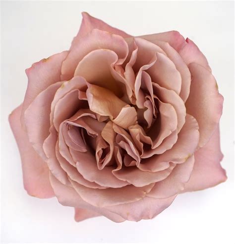 Café Latte Garden Roses - Florabundance Wholesale Flowers