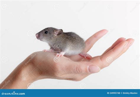 Very Small Young Rat Royalty Free Stock Photos - Image: 24995748