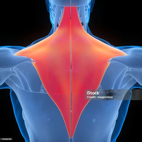 manusia sistem otot otot tubuh trapezius anatomi otot foto stok