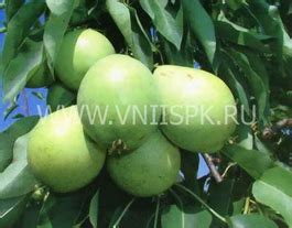 Груша обыкновенная Скороспелка из Мичуринска - Pyrus communis ...