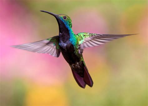 banco de imagens passaro asa mosca bico  beija flor fauna