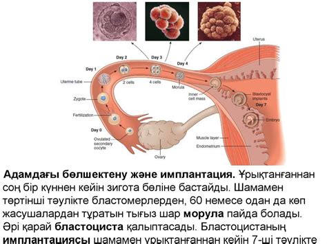 Жеке даму генетикасы - презентация онлайн