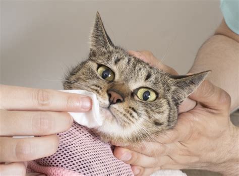 猫のFIP治療のご相談は、姫路市の「姫路動物病院」へ