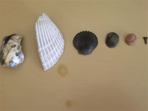 highlights of my finds at Nags Head, NC! if someone can help me ...