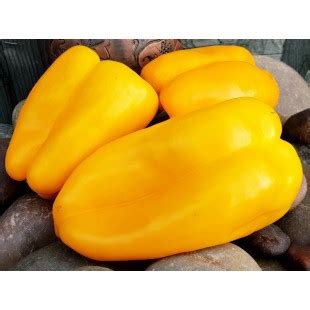 Перец сладкий Günstling yellow (Гюнстлинг желтый)
