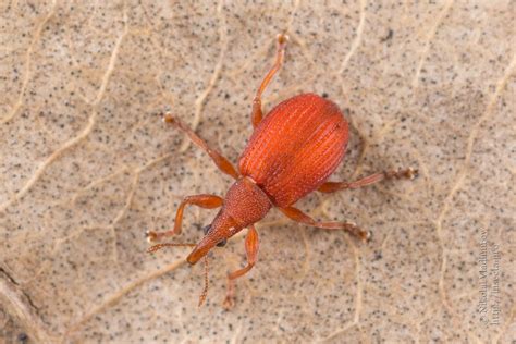 Photo #62059: Apion frumentarium