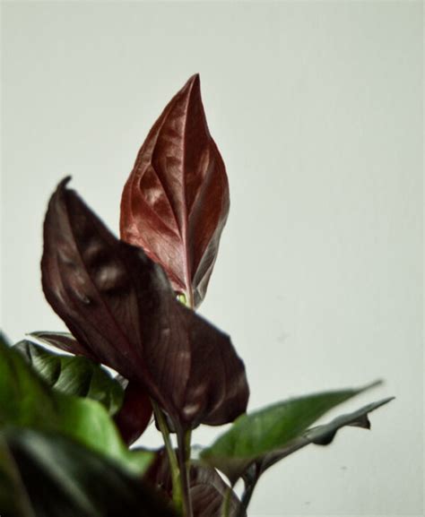 Syngonium Red Arrow - Green Room