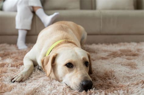 how to clean dog vomit from carpet