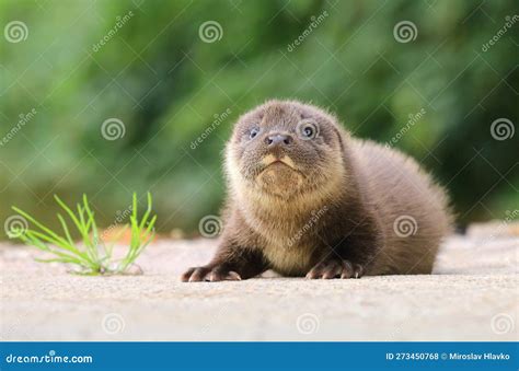 Adorable Eurasian Otter Baby in Summer Stock Photo - Image of hairy ...