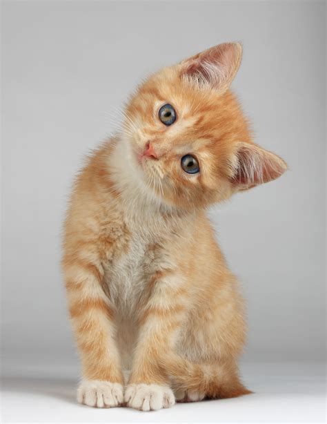 Котик Картинки - 48 фото