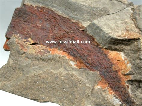 Lanarkia sp Fossil Fish - Agnatha; Thelodontiformes; Katoporidae - Age ...