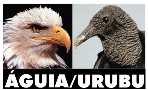 Quem Voa Mais Alto Urubu Ou Águia - Quem Voa Mais Alto: Águia ou Urubu? – Mundo Ecologia