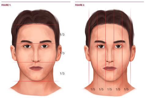 Ideal Male Face Proportions