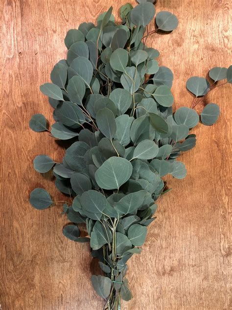 Silver Dollar Eucalyptus Bunches – The Garland Guy