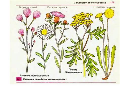 Презентация по биологии "Формула цветка"