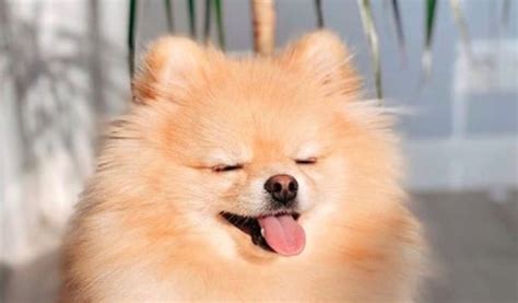 TOP 15 Best Dog Breeds For Women - PetPress