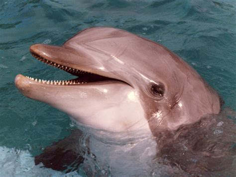 world  spirit population unknown dolphins  loving allowance