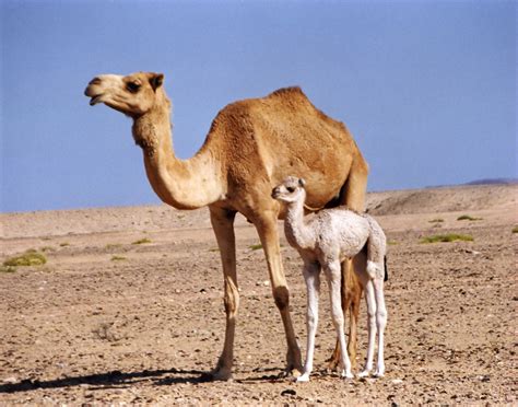 Camel Trivia - All the Creatures