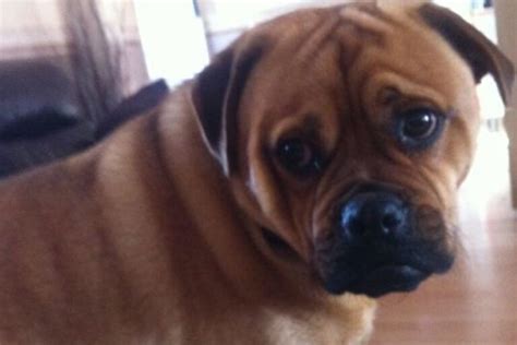 Rottweiler Pug Mix (Pugweiler): Is It A Good Breed?