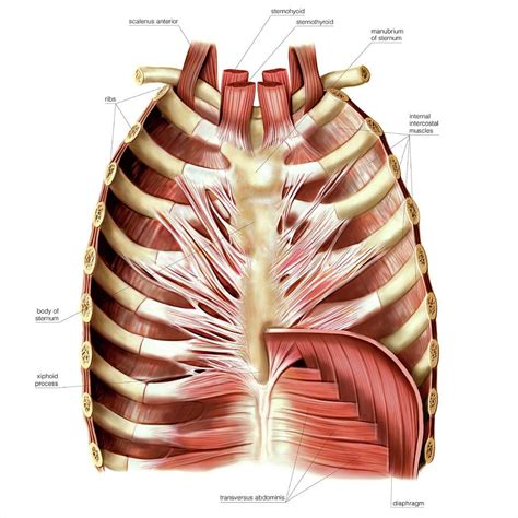 anatomy thorax wall   responsible  holding  lungs