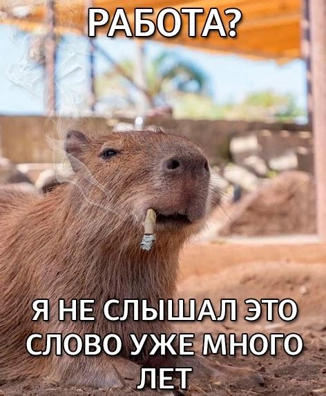 Мем салат-бар | Stiletto.blog