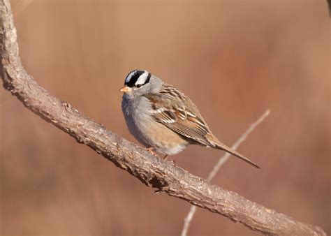 White-crowned Sparrow | Audubon Field Guide