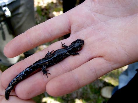 Ambystoma laterale (Ambystomatidae) image 38635 at PhytoImages.siu.edu