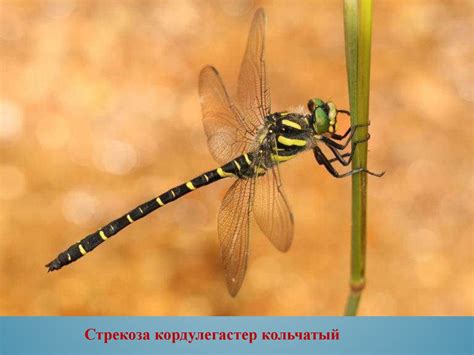 Стрекозы. Виды стрекоз (7 класс) - презентация онлайн
