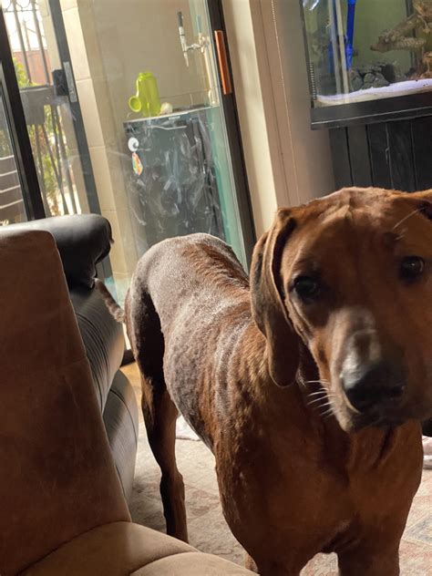 Can I Give My Dog Benadryl For A Rash