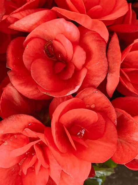 Red Bloom Blossom - Free photo on Pixabay - Pixabay