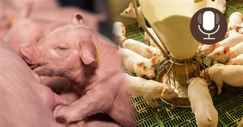 how much to feed a piglet per day