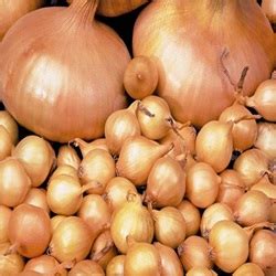 Арпаджик сорт Лявсковски Архиви - Сортови Семена България