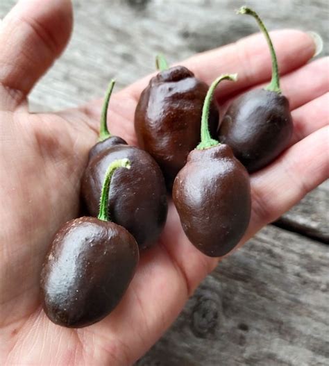 Перец Рокото Mini Brown купить семена, рассаду с доставкой по РФ