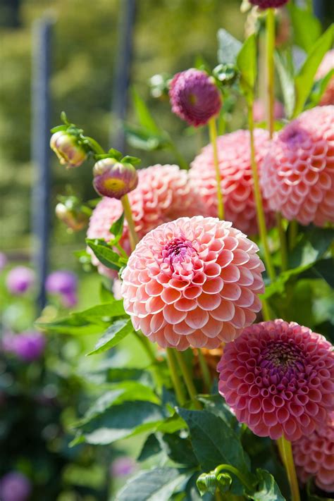 Lists Of Annuals Flower