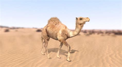 Dromadaire - scène 3D - Enseignement et apprentissage numériques Mozaik