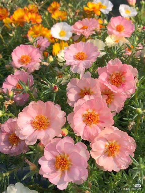 Vibrant Pink and Yellow Flowers in the Garden