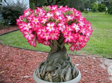 Adenium - Klasifikasi dan Jenis Bunga Adenium