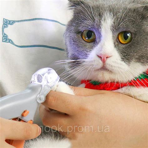 Когтерезка для Кошек и Мелких Собак с Подсветкой Oo — Купить Недорого ...