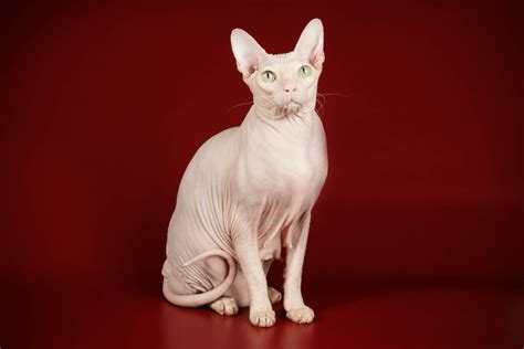 Il gatto di razza Sphynx - Gatti & Co.