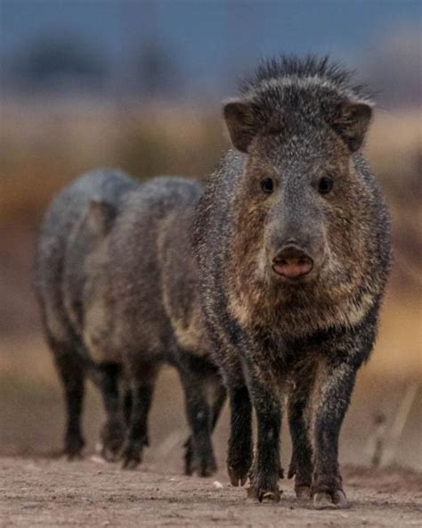 Javelina Marching | Shutterbug