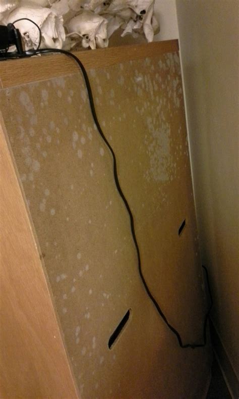 Mold Resurfaces in Dorms – The Wilson Billboard