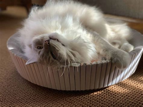 All Ragdoll Cat Colors and Patterns | Types of Ragdoll Cats