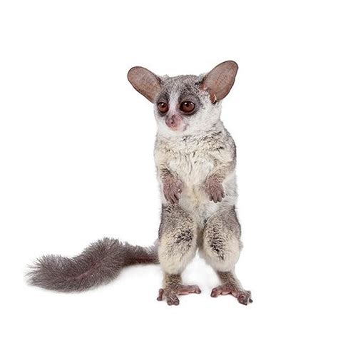 Примати (лат. Primates) | PetsExotic