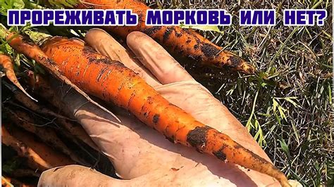 Стоит прореживать морковь или нет? - YouTube
