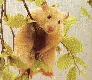 CuiDa a Tu HaMsteR: Más vale prevenir que lamentar... KIT BÁSICO!