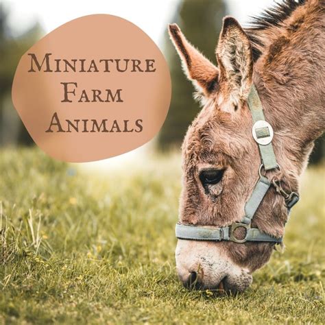 Miniature Farm Animal
